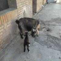 بزوبزغاله نر 95000وچراغ|لامپ و چراغ|آبدانان, |دیوار