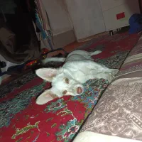 سگ پاکوتاه|سگ|نیشابور, رحمت آباد|دیوار