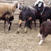 ۴عدد بره مال عطیقه