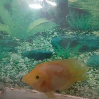 ماهی گوشتخوار