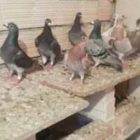 کبوتر|پرنده|شوشتر, |دیوار