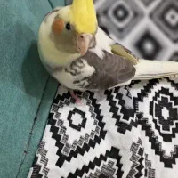 گم شدن عروس هلندی