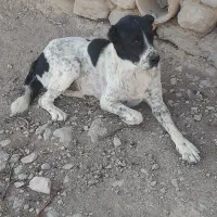 سگ گوسفندی|سگ|شیروان (خراسان), |دیوار