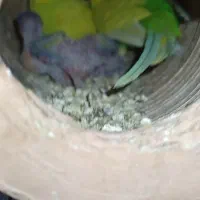 مرغ عشق مولد با جوجه