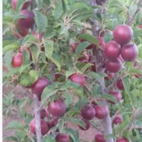 کارگرسیب هستیم پانزده نفربرای چیدن وسورت