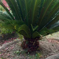 هرصکاری گلکاری نهال کاری قطع وخریددرخت درمحل|خدمات باغبانی و درختکاری|چمستان, |دیوار
