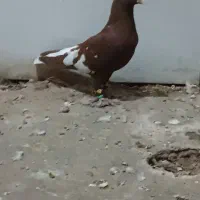 کفتر|پرنده|نصر آباد, |دیوار