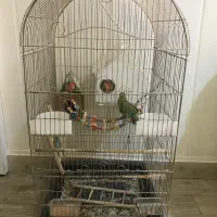 سه تا طوطی برزیلی با قفس و تخم