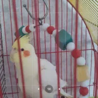 عروس هلندی نر|پرنده|تبریز, |دیوار