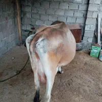 گاو شیری وگوساله