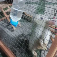 خرگوش لوپ چشم آبی