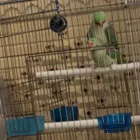 جفت شاه طوطی مولد کارداده