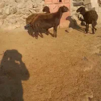 گوسفند قزل افشار عالی