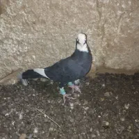 کبوتر|پرنده|یزد, |دیوار