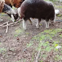 بره نژاده رومن