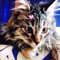 واگذاری گربه رایگان