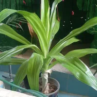 گل و گیاه زینتی ارزان