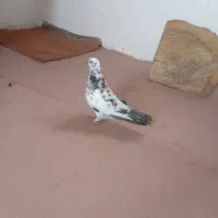 دو عدد کبوتر .کفتر نر و ماده بالغ|پرنده|صومعه‌سرا, |دیوار