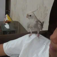 عروس هلندی فراری