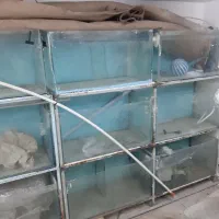 تعدادی اکواریوم سالنی قیمت توافقی