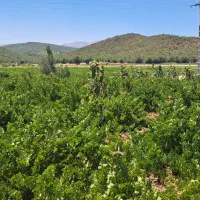 فروش باغ|فروش زمین و ملک کلنگی|مریوان, |دیوار