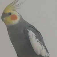 عروس هلندی زیبا