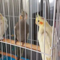 جوجه عروس هلندی