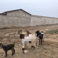 بز ماده همراه کهره|حیوانات مزرعه|سوسنگرد, |دیوار