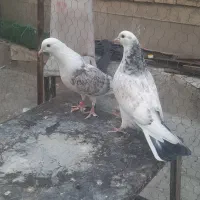 پنج جفت جوجه