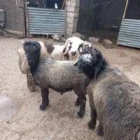 حیوانات|حیوانات مزرعه|گتوند, |دیوار