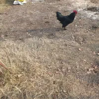 خروس مرندی|حیوانات مزرعه|نوشین شهر, |دیوار