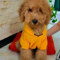 پودل اصل مینیاتوری