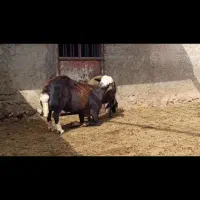 فروش قوچ بروجردی جوان وزانوزن