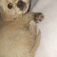 نژادش اشپیتز 2 ماه