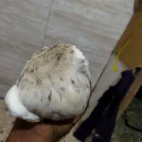 طوقی|پرنده|بومهن, |دیوار