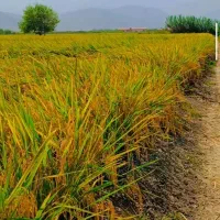 شالی فجر ۹۰ روزه دم‌سیاه بذری موجوده