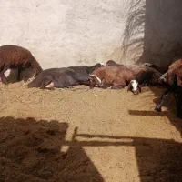فروش میش وبره