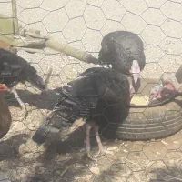 دوعدد بوقلمون نر برنزه پنج عدد بوقلمون ماده|حیوانات مزرعه|قیدار, |دیوار