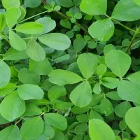 ماشین یونجه‌بری