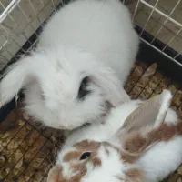 یونجه وپوشال خرگوش