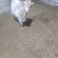 بزغاله ماده