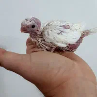 عروس هلندی و مرغ عشق|پرنده|کنارک, |دیوار