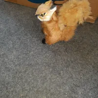 عروسک سنجاب کوچولو