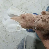 سینه، دم سفید|پرنده|شیراز, دروازه قران|دیوار