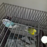 یک جفت مرغ عشق