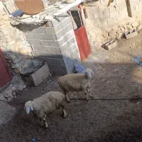 دو راس میش|حیوانات مزرعه|شیراز, گویم|دیوار