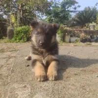 سگ ژرمن شپهرد