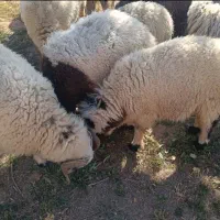 بره کهره قوچ نری مش بز