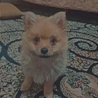 توله پامرانین نر