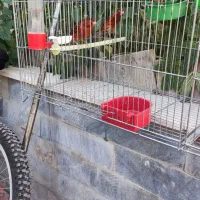 قناری سوخته